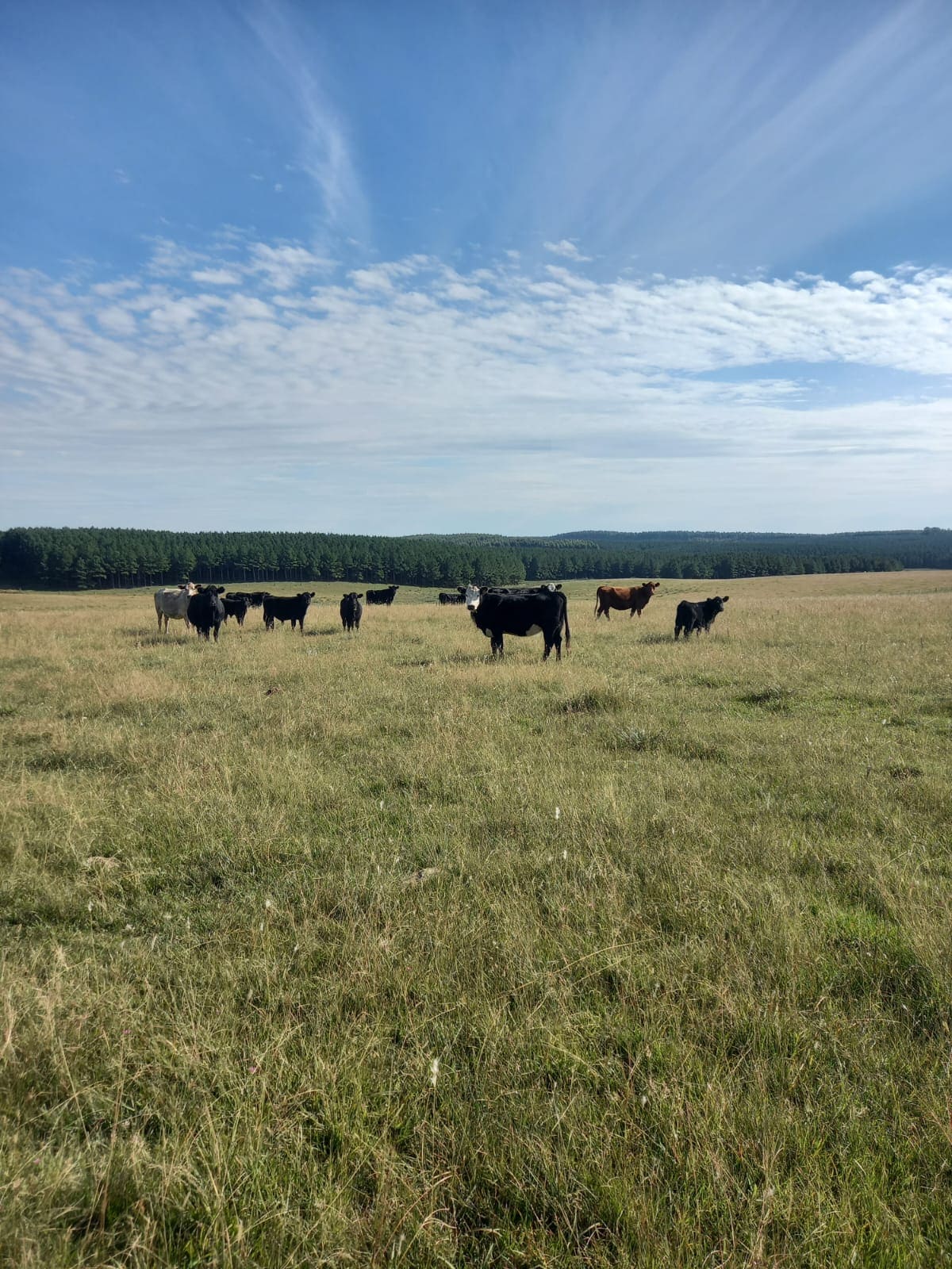 campo