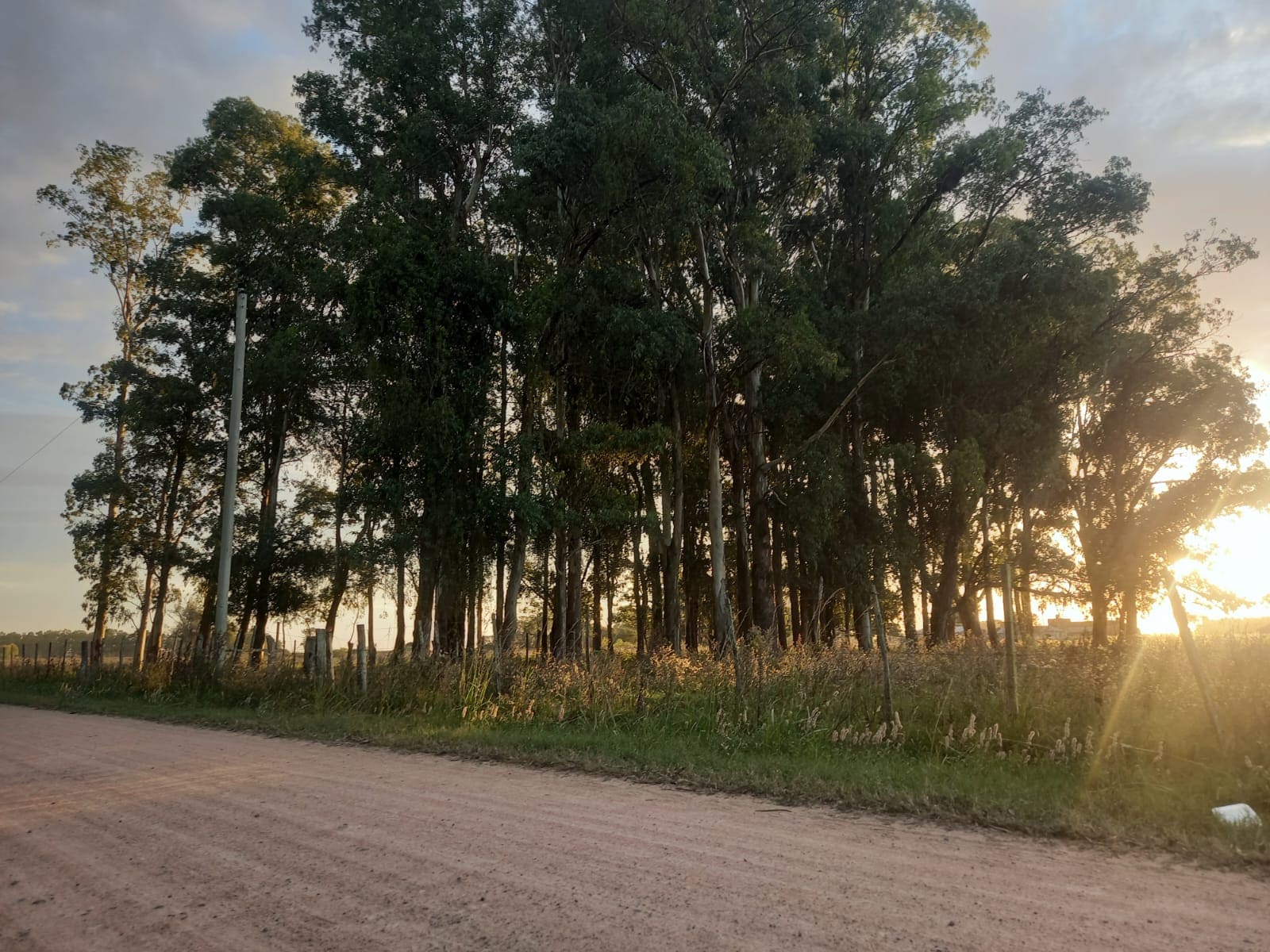 campo