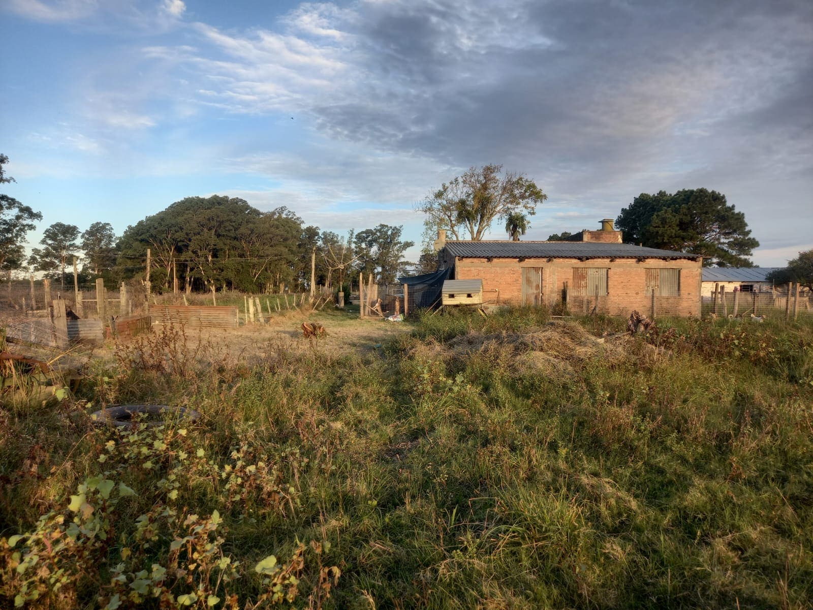 campo