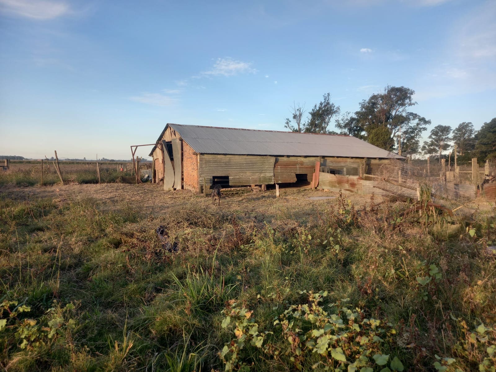 campo