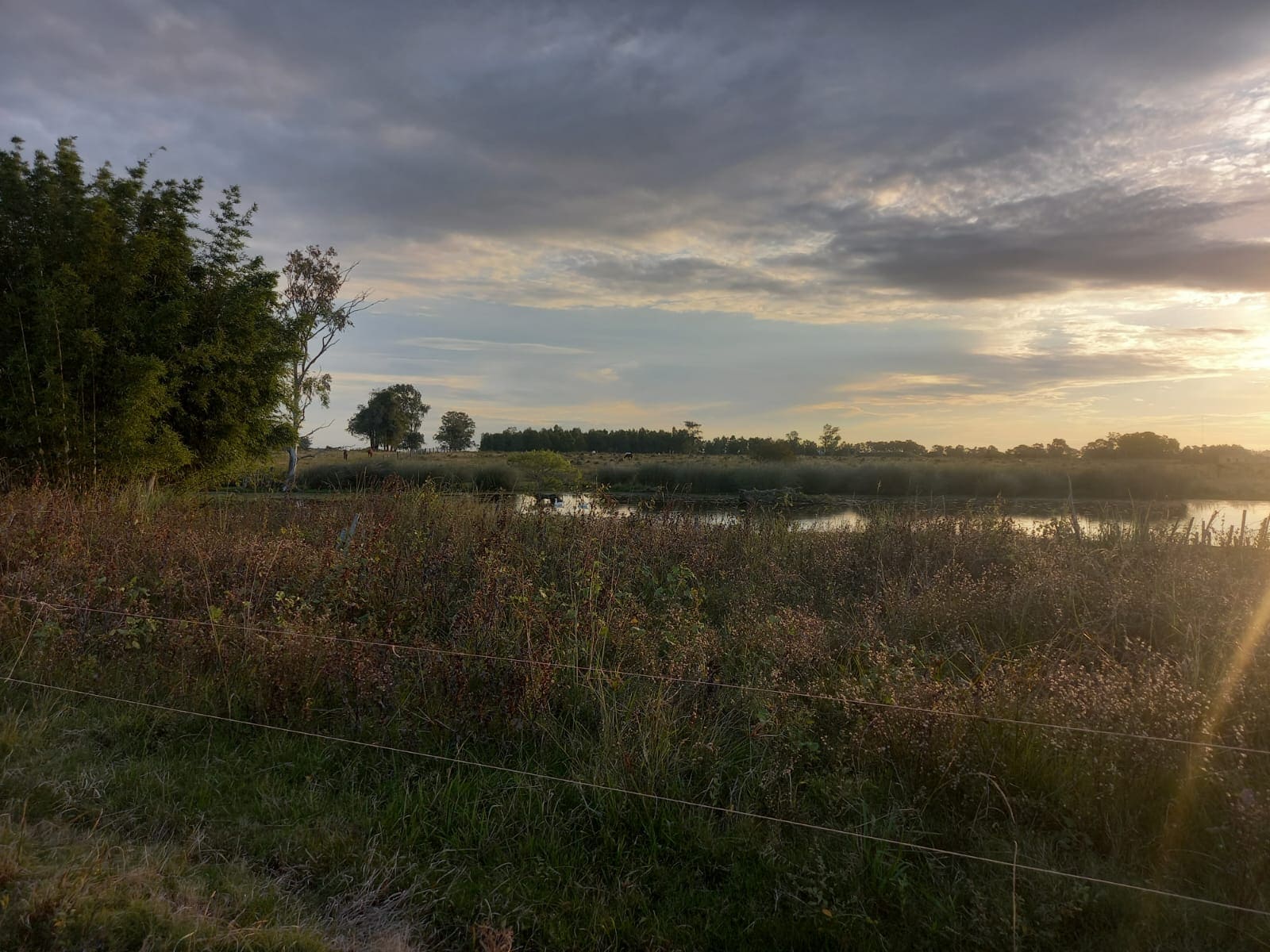 campo