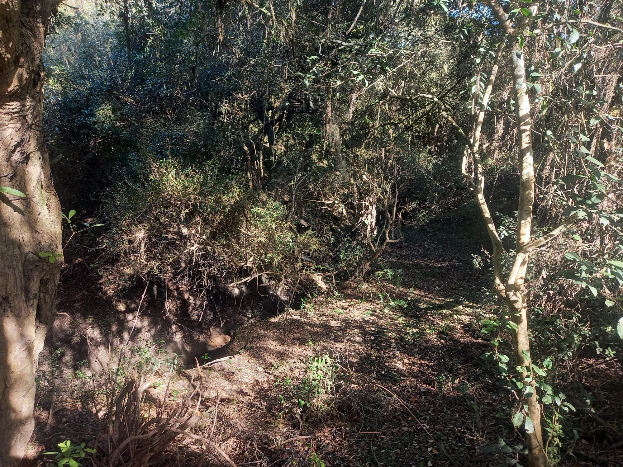 campo