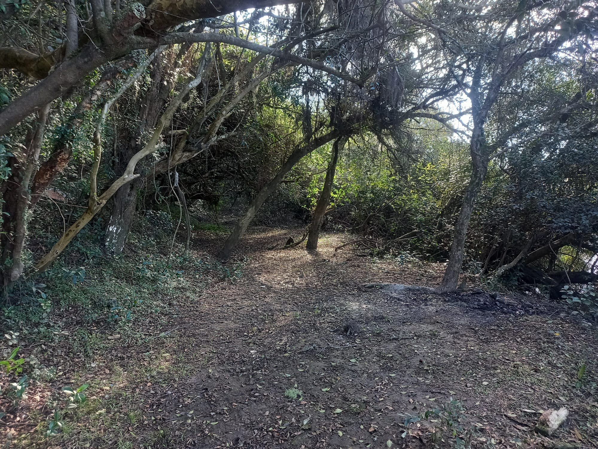 campo