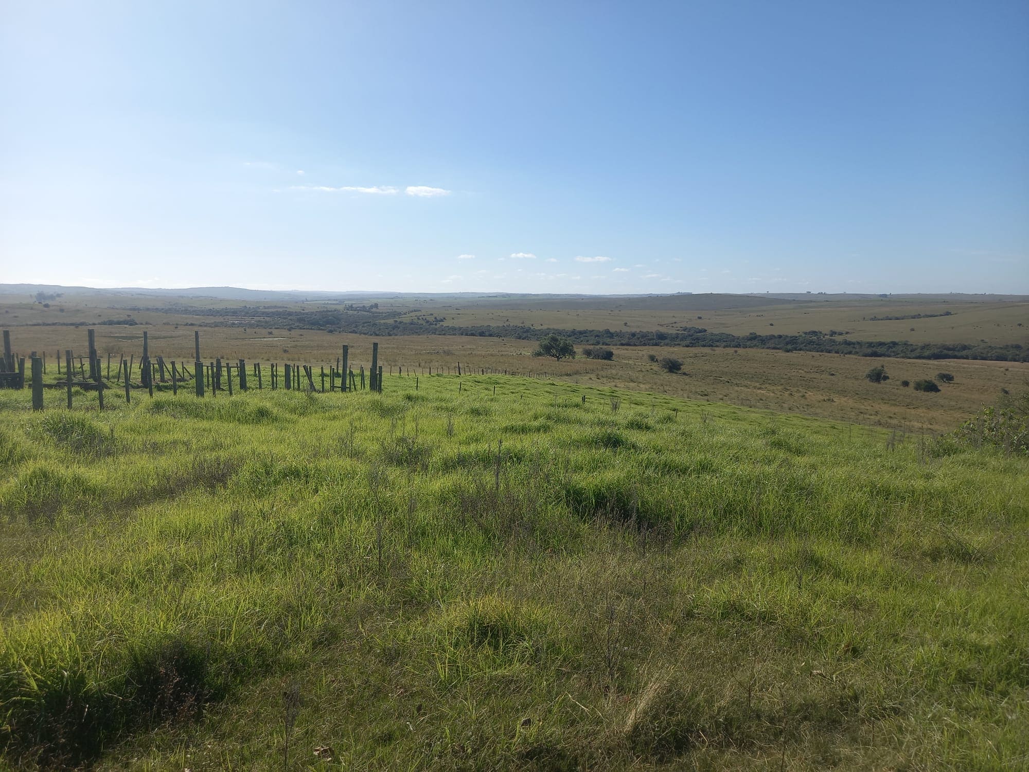 campo