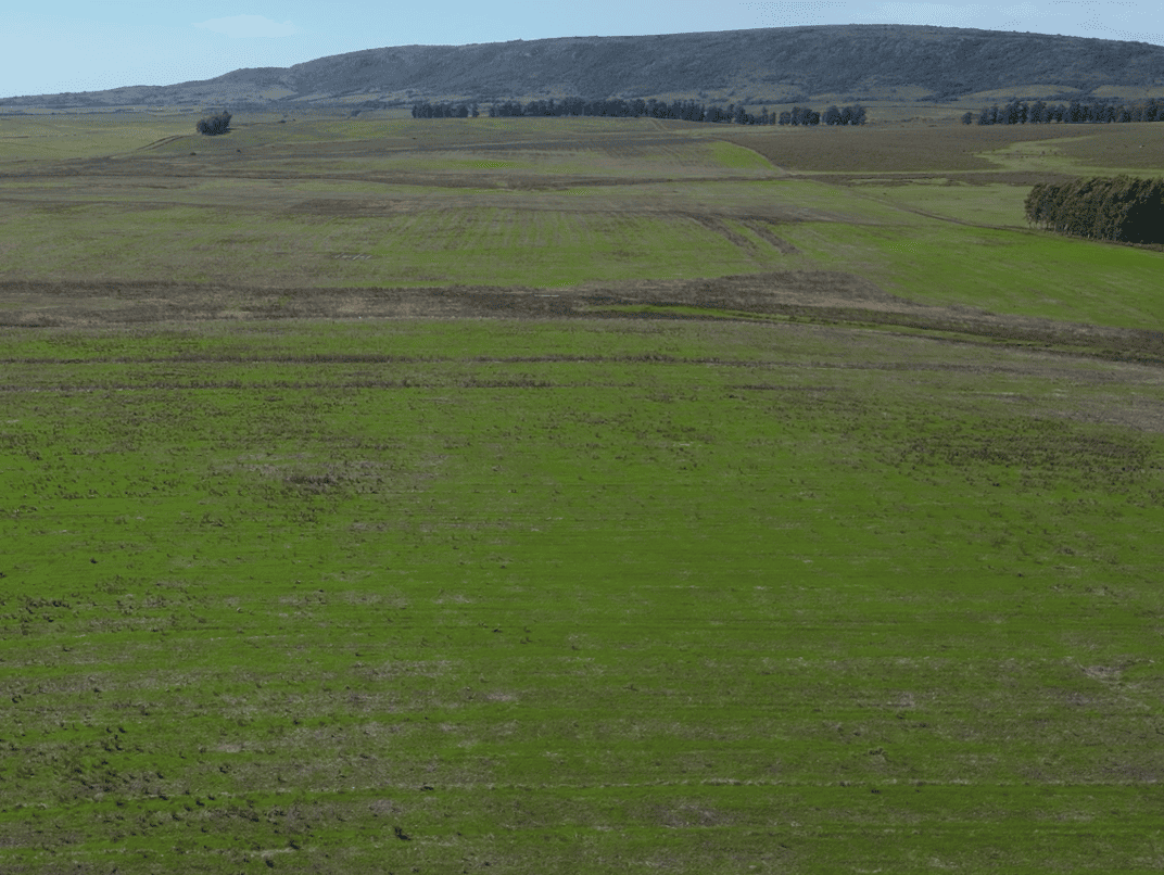 campo