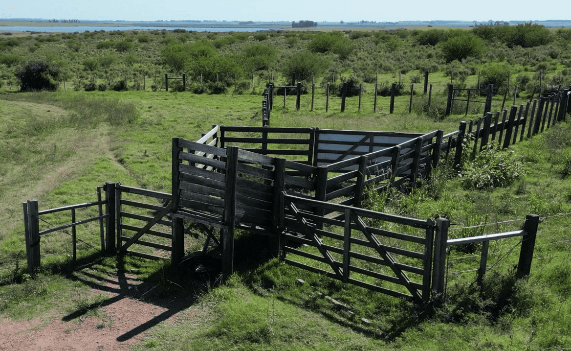 campo