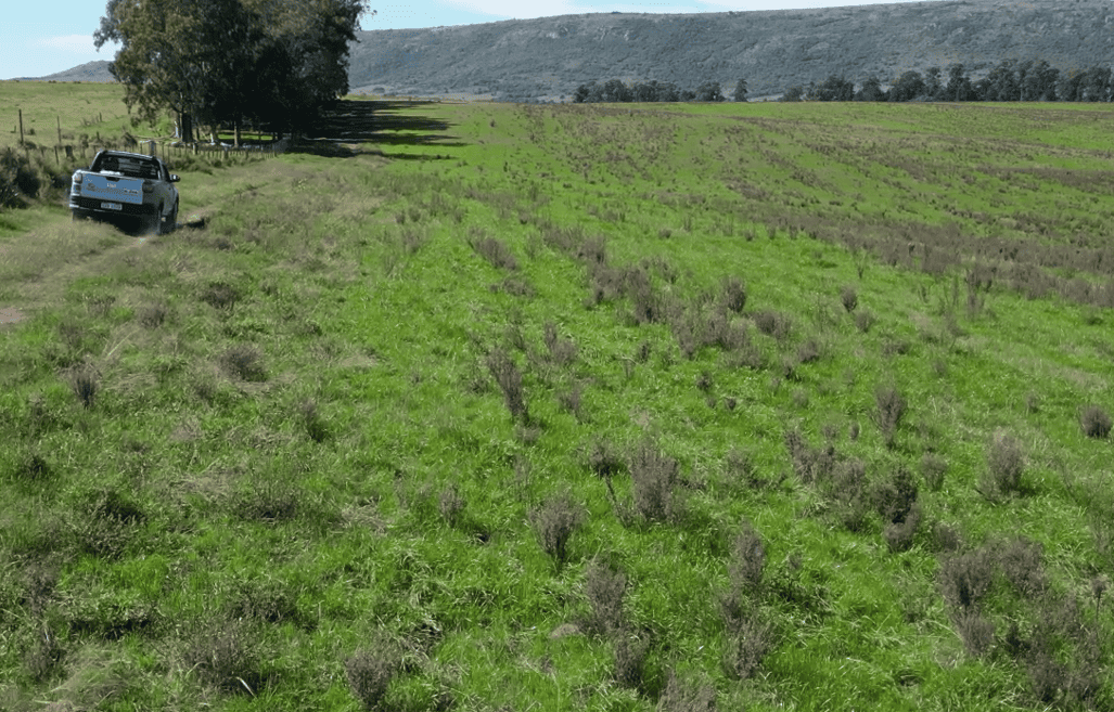 campo