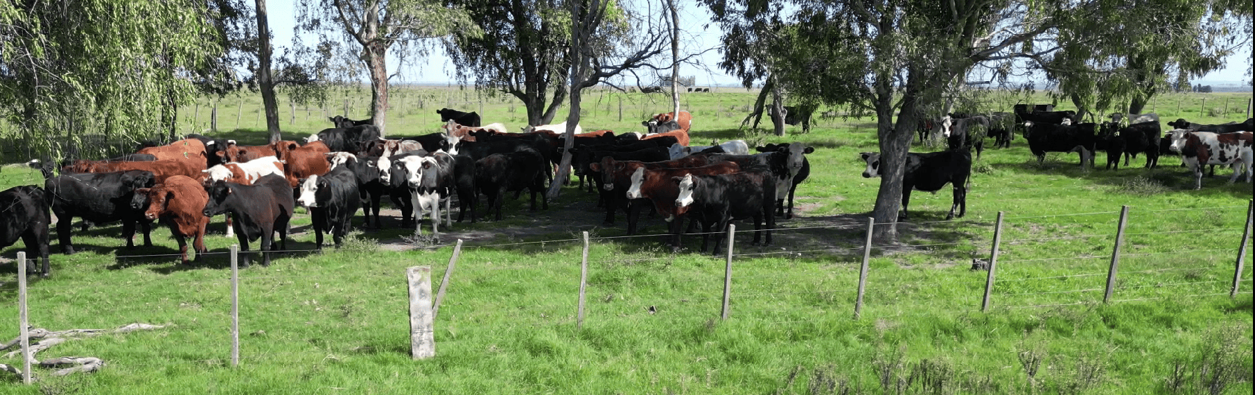 campo