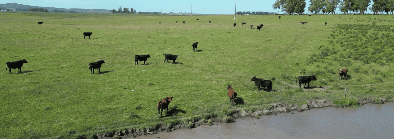 campo
