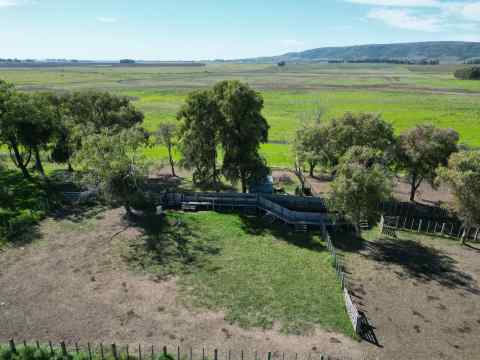 campo