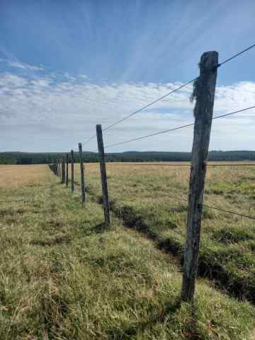 campo