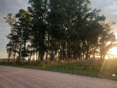 campo